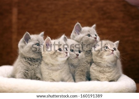 Group of cute gray British kittens
