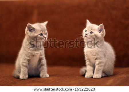 Group of cute gray British kittens
