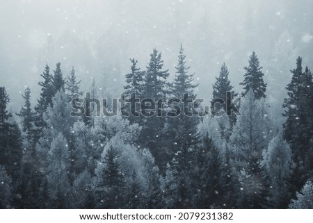 Similar – Image, Stock Photo snow on the pine tree leaves in wintertime