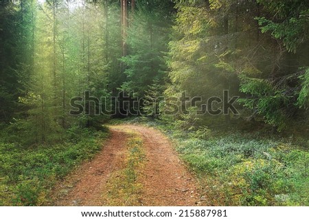 dense spruce forest in summer