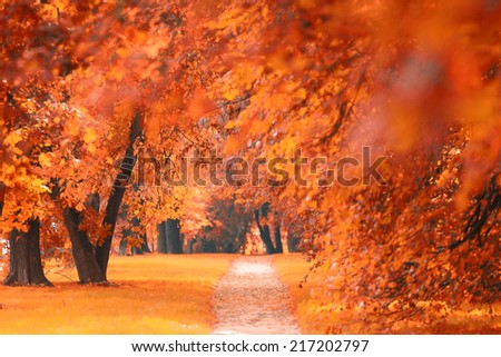 orange yellow leaves on a branch concept autumn