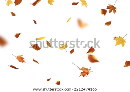 Image, Stock Photo Autumn leaves of maple, oak and beech lie on the blue water, in which also treetops are reflected