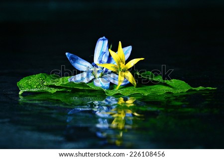 colorful flowers on black background reflection