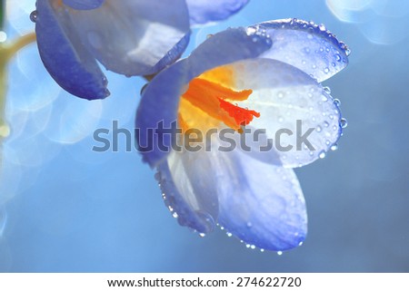 snow snowdrops spring flowers blue