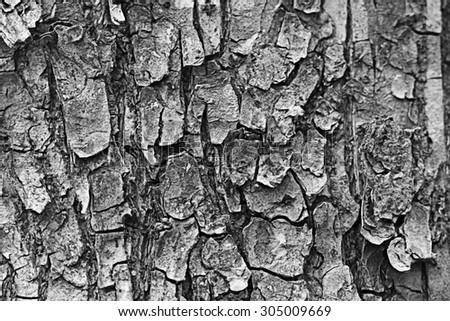 texture of old wood borers pitted