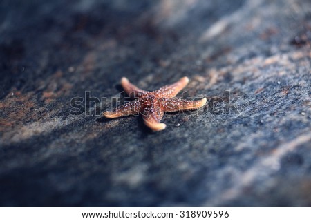 live starfish, sea life concept