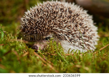 Close up Hedgehog Animal on Green Grassy Land. Captured Outdoor.