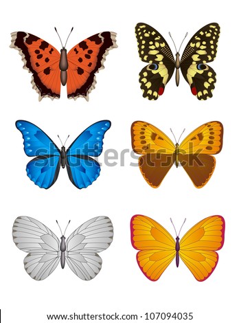 Set of colorful Butterfly on white, Vector Illustration