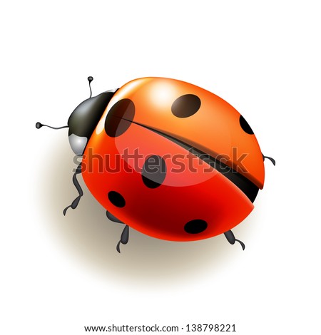 Ladybird on white background . Vector illustration.