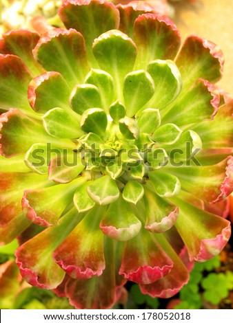 Succulent plant,one of three species of succulent flowering plants