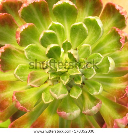 Succulent plant,one of three species of succulent flowering plants