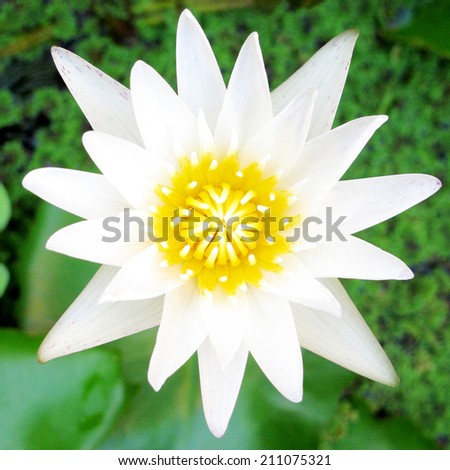White lotus on top view