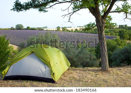 Green tent next to olive trees and violet lavender field.