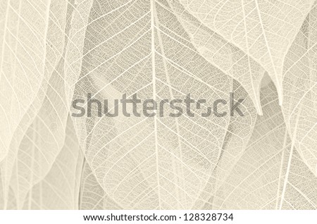 Dried Leaves