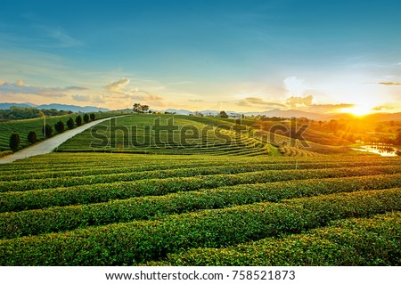 Beautiful landscape view of choui fong tea plantation with sunset at Maejan , tourist attraction at Chian g rai province in thailand Photo stock © 