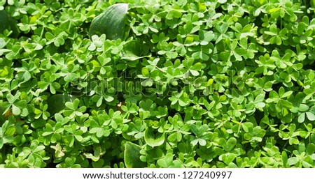 Closeup of three leaf clovers forming a green dense carpet on the ground. Sharp focus at the bottom.