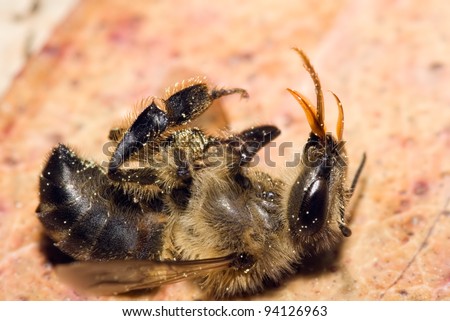 A dead honey bee showing many details of body, legs and mouth parts. Apis mellifera.