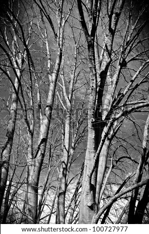 A forest with linden trees in black and white