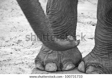 Close-up on an elephant\'s legs and feet with trunk , black and white picture