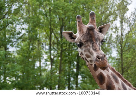 A giraffe is saying \