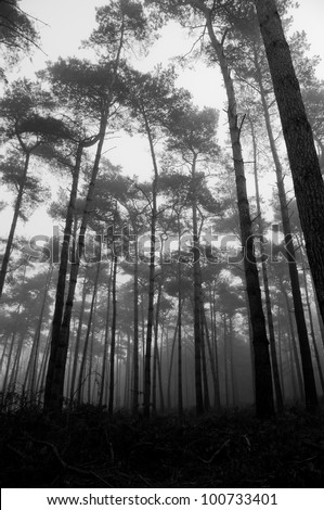 Similar – Image, Stock Photo Karg forest Forest