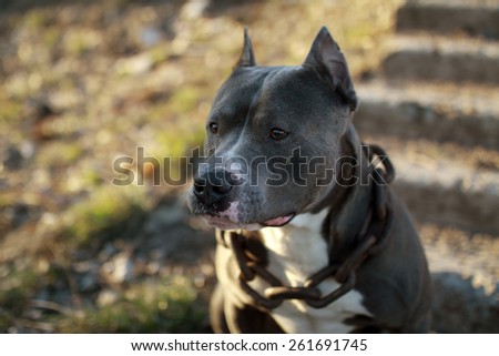 male pit bull with a great chain on his neck
