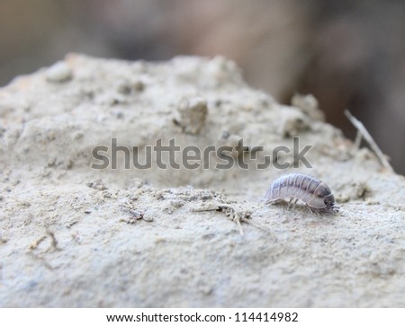 A pill bug crawling on a rock.