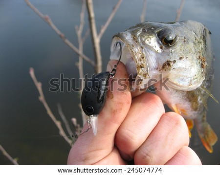 Nice catch fish caught using fishing rod and artificial lure