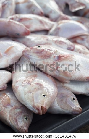 The Tilapia fish (Oreochromis mossambicus) in market. The tilapiines are the very important commercial fish.