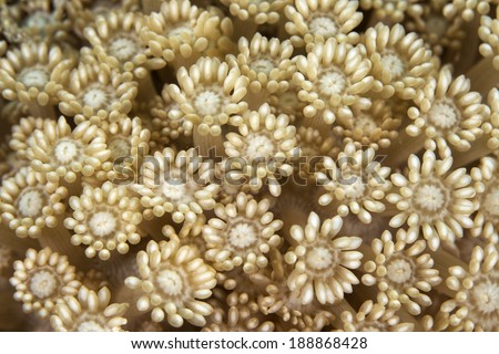 Coral polyps make up coral colonies which make up coral reefs. Coral reefs are mainly found in tropical regions of the world.