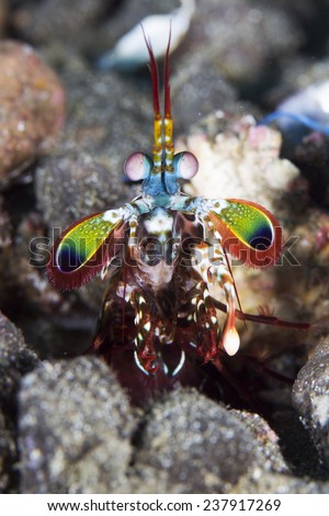 Peacock mantis shrimp in Gorontalo, Indonesia underwater photo. Also known harlequin mantis shrimp, painted mantis shrimp, or clown mantis shrimp.