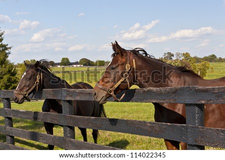 Horses at horse farm