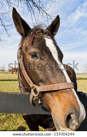 Portrait of brown horse.