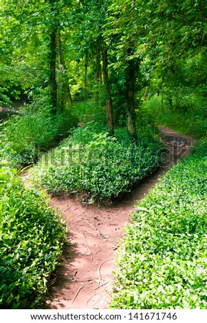 Footpath in summer green forest at sunny day.