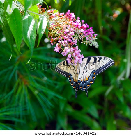 Beautiful Eastern Tiger Swallowtail butterfly (Papilio glaucus) feeding on flowers in a garden.