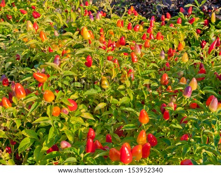 Ornamental pepper in a garden shaped as Christmas lights