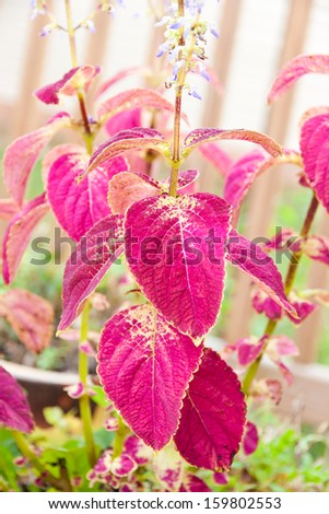 Coleus plants in container garden in early autumn. selective focus, shallow dof