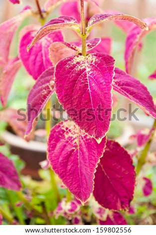 Coleus plants in container garden in early autumn. selective focus, shallow dof