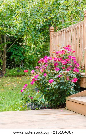 Knock out rose bush in the garden at backyard near patio, selective focus