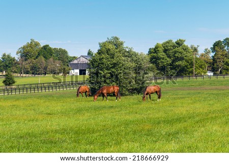 Horses at horse farm. Country landscape. selective focus