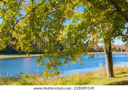 Autumn foliage, maple tree branches  against lake and sky. Sunny day in park.