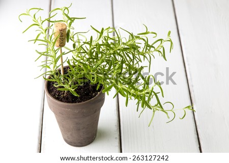 Rosemary plant in  pot with name tag.