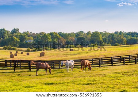 Similar – Image, Stock Photo Horses grazing in green meadow