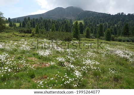 Similar – Image, Stock Photo Schwarzhorn from the south