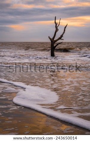 Waves come rushing in to shore with a skeleton tree in the background on Hunting Island State Park near Beaufort, South Carolina