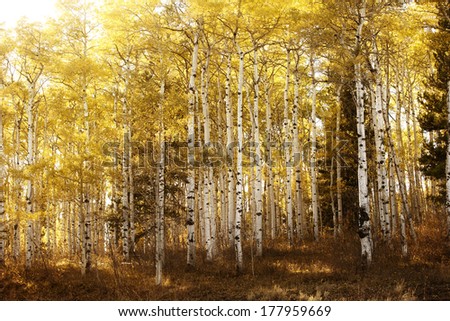 Similar – Image, Stock Photo birch woods