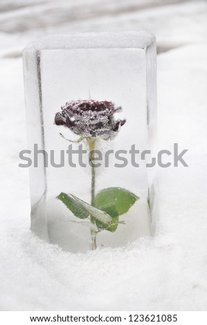 Rose in a cube of ice.