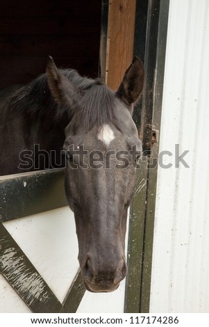 Pretty brown horse with a white star on the forehead, with his head out of the stall, with attentive watching