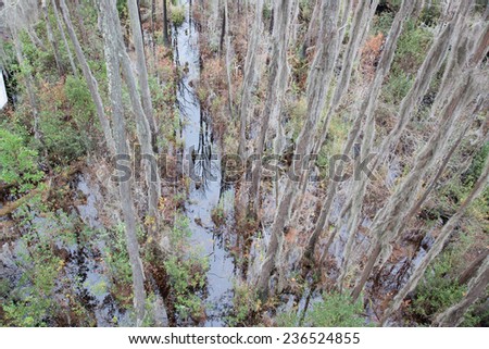 Trees with Spanish Moss hanging from the branches, from the Okefenokee Swamp in South East Georgia, USA