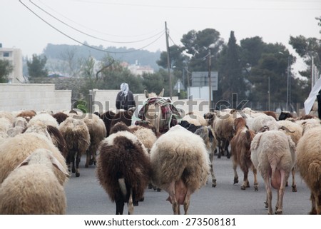 Herd of sheep on a road in Bethlehem, Israel in the Middle East, CIRCA February 2015
